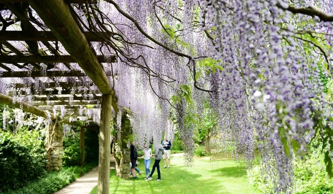 学学园艺大咖们的爬藤植物牵引术，花墙还是花廊都是小case啦