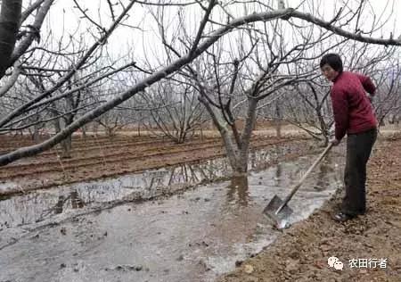 果园管理规章制度,柑橘果树修剪15条铁律