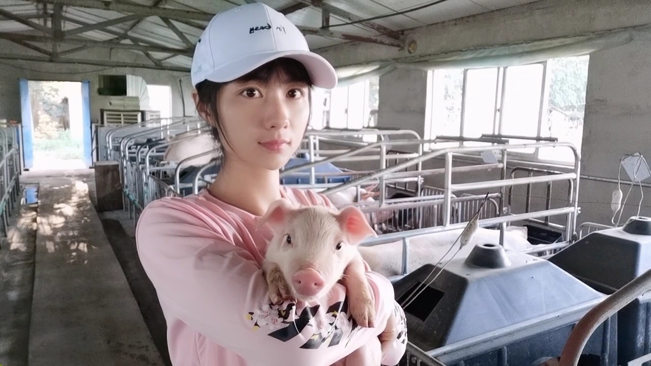 猪场管理实用技巧如何预防猪病,养猪疾病预防书籍