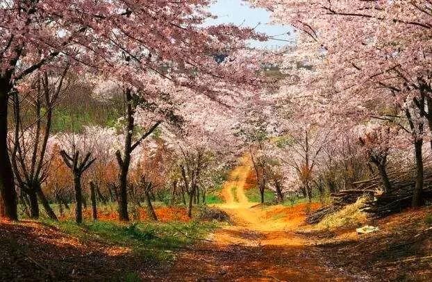 世界最大的樱花园,世界最大的樱花园在贵州吗
