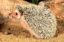 凌晨狗子发现一只刺猬,狗狗捡到了只刺猬