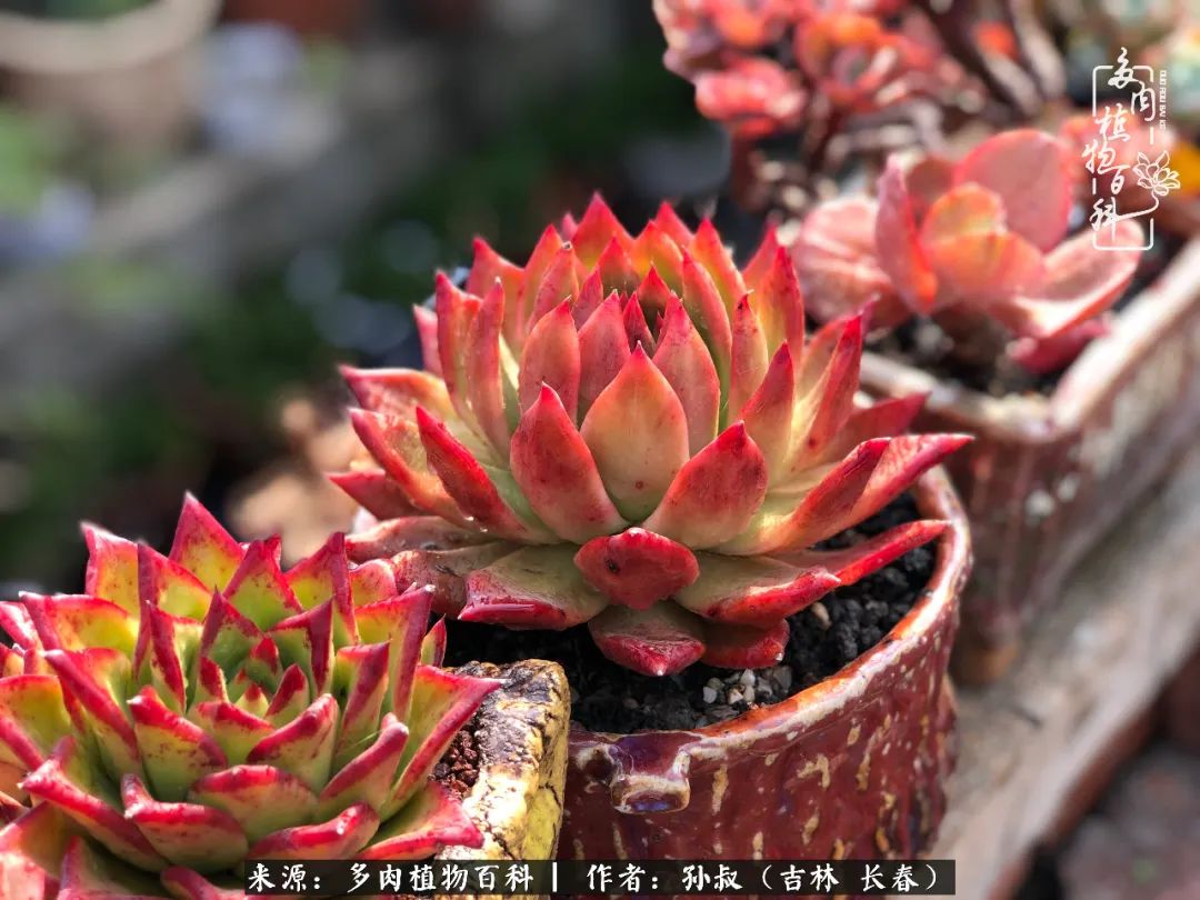 与多肉一起成长,与多肉相伴