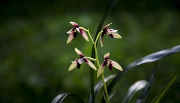 云南四川兰花,四川出产什么样的名贵兰花