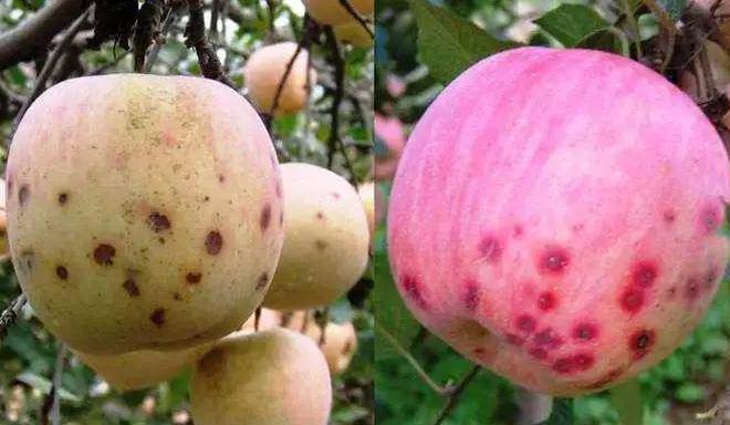 苹果发生苦痘病的原因,苹果苦痘病是怎样形成的