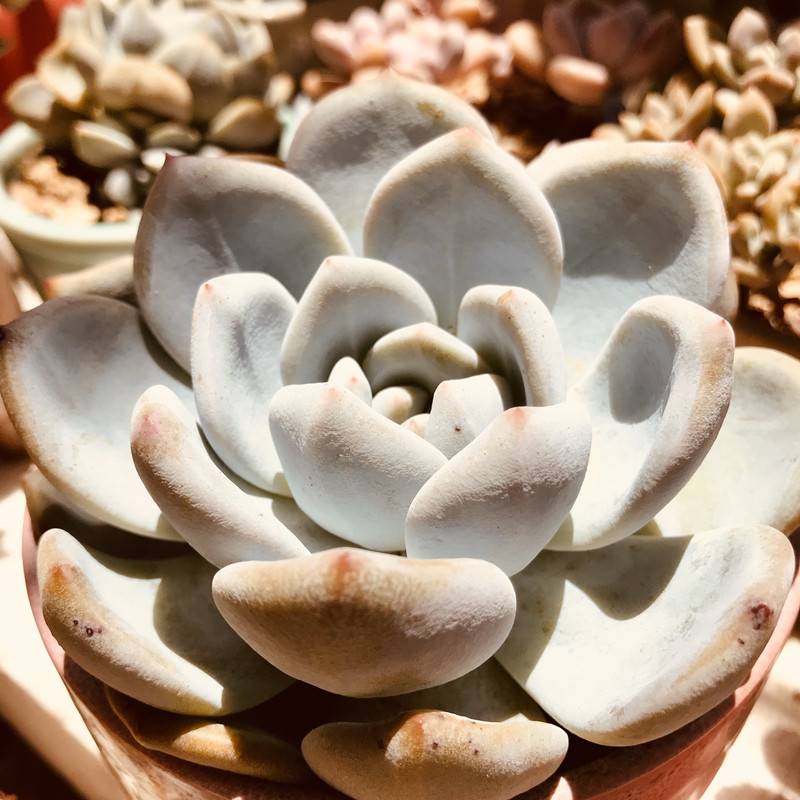 养多肉给多少陶粒,养多肉喂鸡蛋