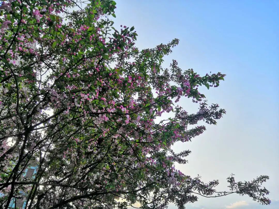 陆游春节的诗,陆游写的关于成都的诗