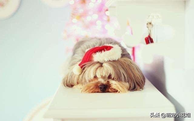 狗狗到底适不适合吃生骨肉,狗狗吃生猪肉有危害吗