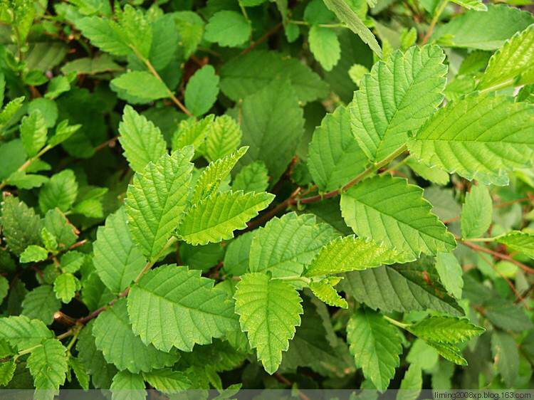 中药榆皮,榔榆皮的功效作用