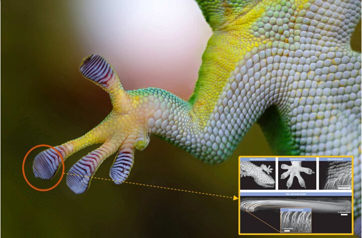 为何老人常说壁虎有剧毒,壁虎咬人无药可救吗