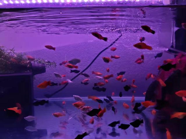 养鱼新手养热带鱼,养鱼新手入门养什么大鱼