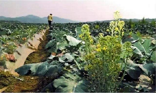 西兰花种子固体饮料的作用,西兰花种子水提取物功效