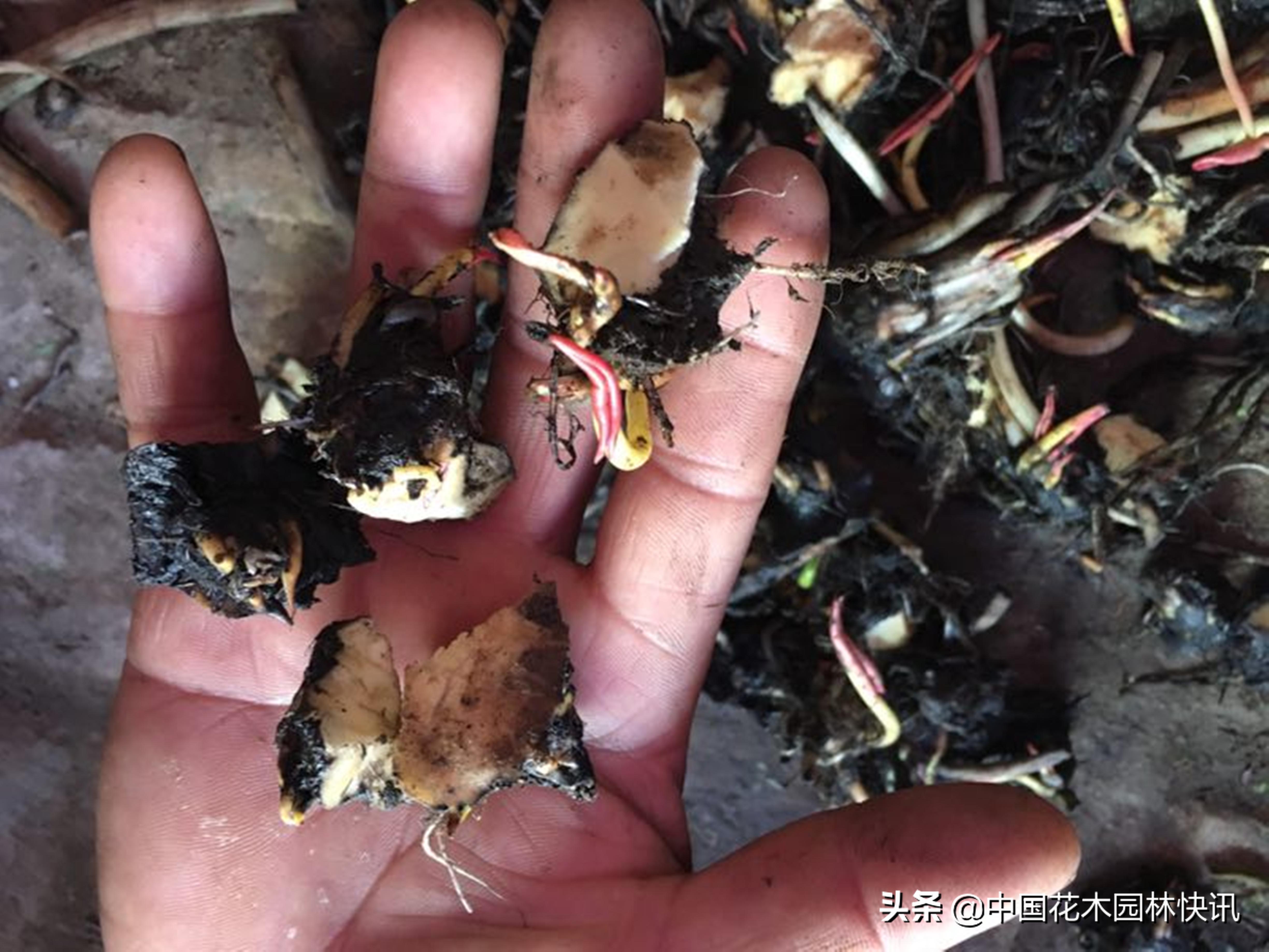 荷花产业的发展趋势是什么,睡莲产业的发展