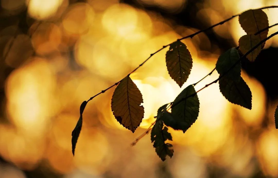 国医大师裘沛然是哪里人,裘沛然国医大师医案