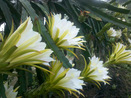 海南北纬十八度红心火龙果,海南火龙果是怎样的水果