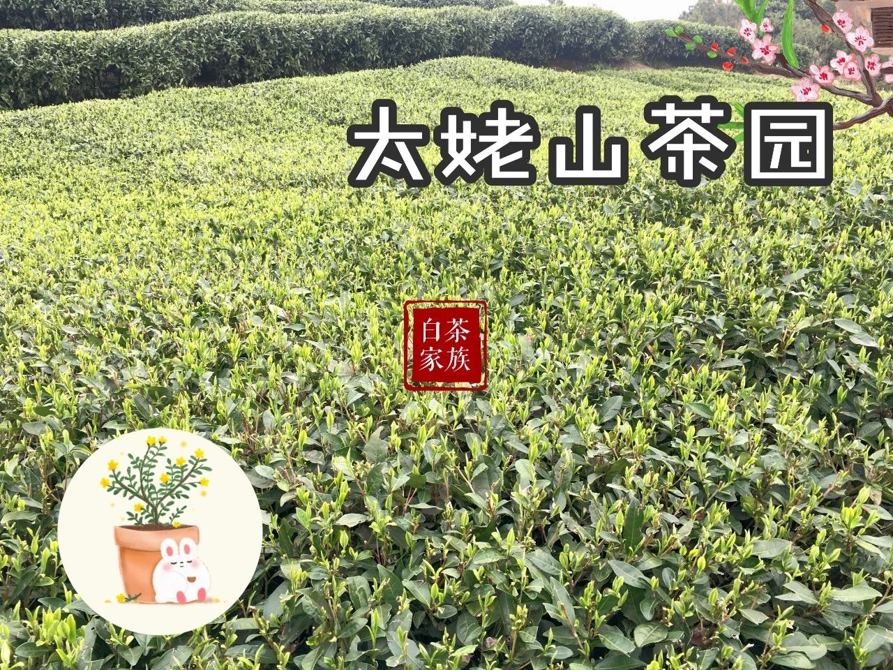 “双十一”购白茶干货：理性消费才划算，现在最适合入手什么茶？