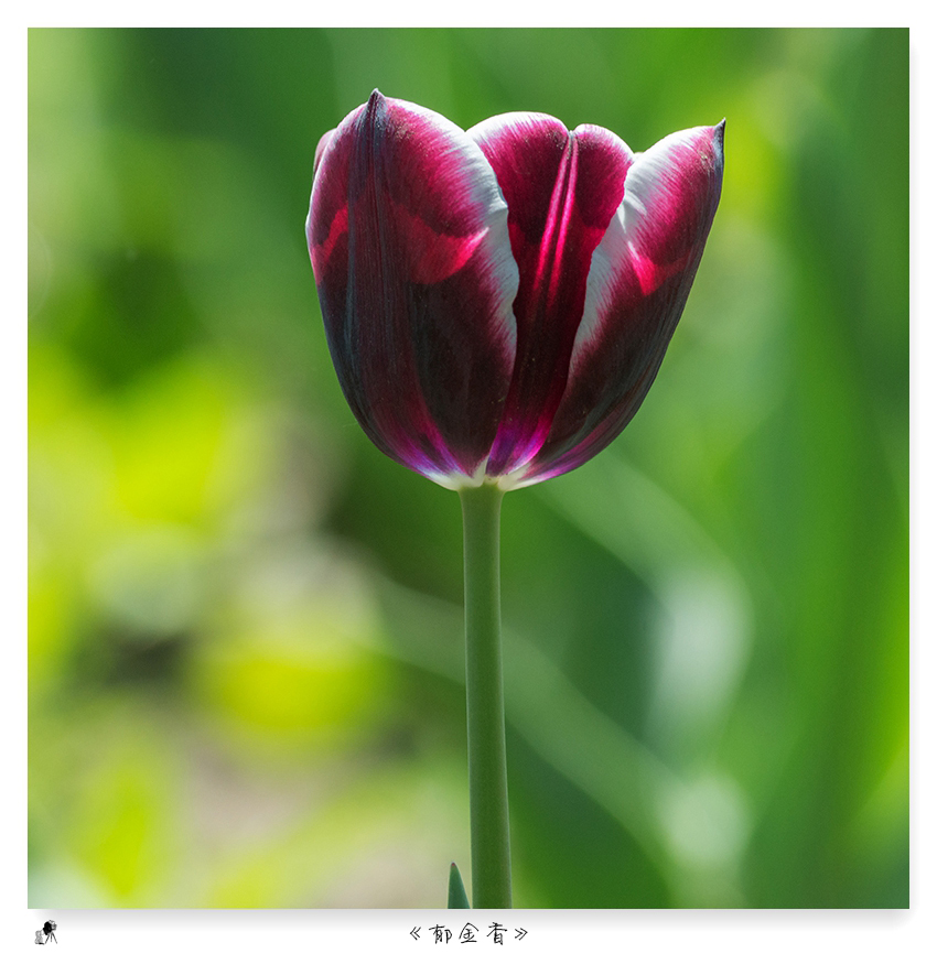 郁金香（turban）——爱情的花语，美丽的丝巾