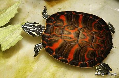 新手养水龟最好养什么龟,新手养半水龟哪个品种好