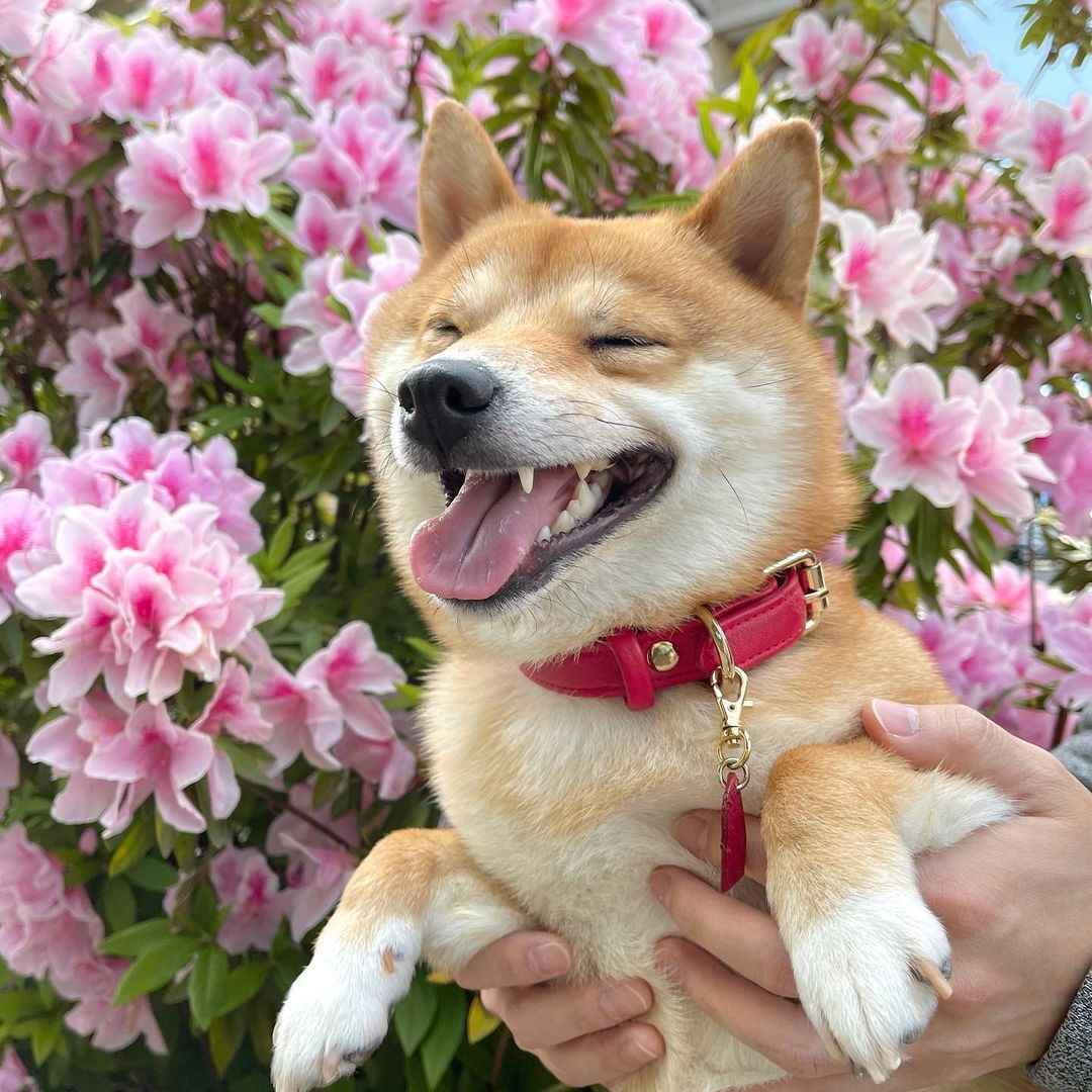 可爱呆萌治愈系的柴犬,柴犬超可爱照片