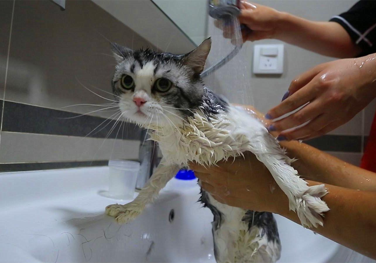 特殊时期如何做好宠物清洁工作?这两点最重要,但仍需注意安全