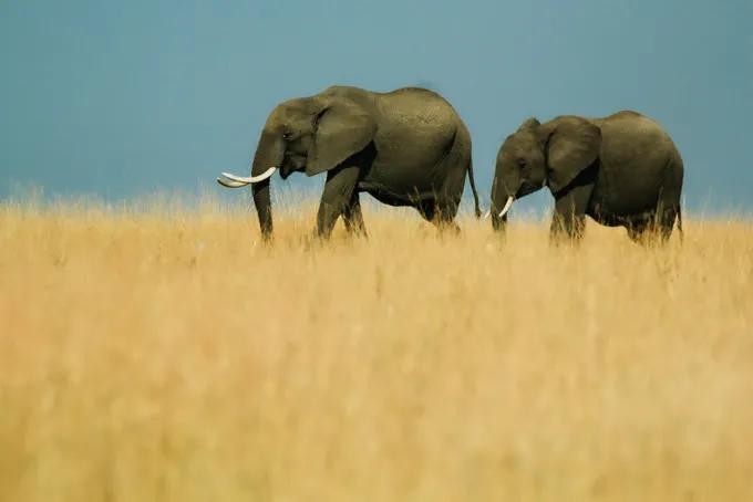 坦桑尼亚之旅,坦桑尼亚东非草原