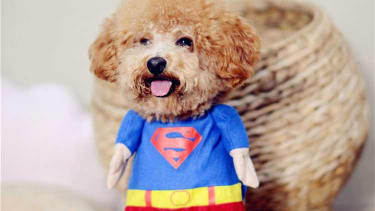 狗狗被惩罚要安慰吗,被主人教训的狗狗的表情