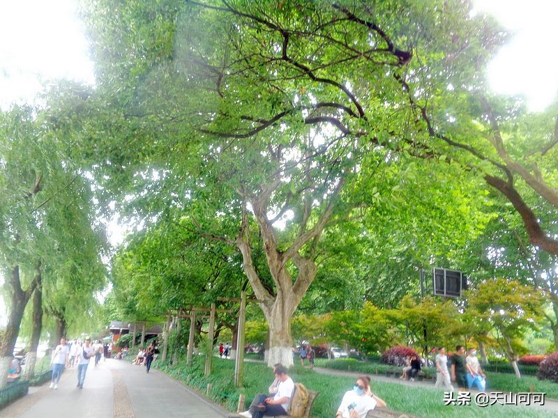 西湖一日游西湖景色到底有多美,再说一遍西湖之美