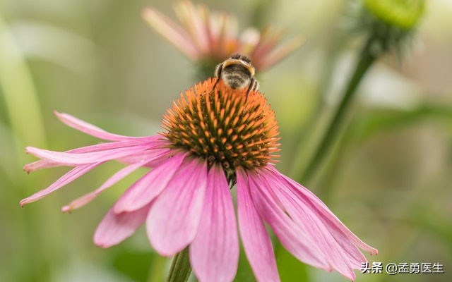 这11种天然抗生素,解毒杀菌有一手,常吃少生病,你知道多少?