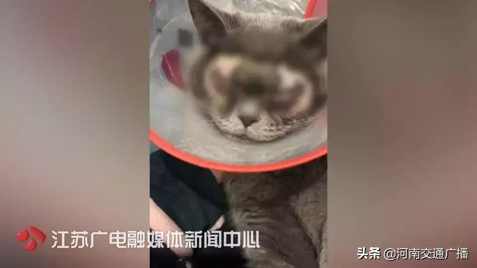 有人竟花1万给猫拉了双眼皮!网友炸锅:考虑过猫的感受吗?