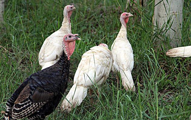 一招教您判断腺肌胃炎,绝对靠谱的腺肌胃炎防控方案