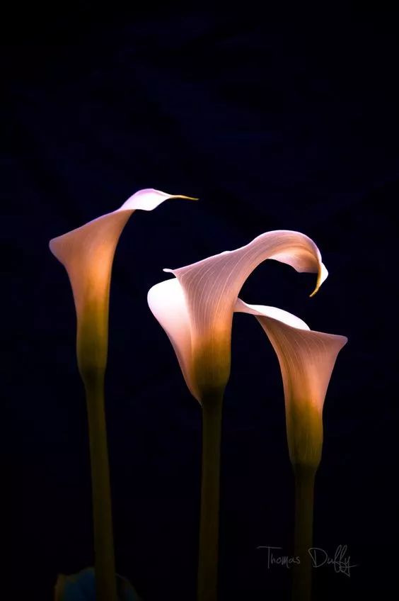 少儿主播蔡紫萱：五月，你好