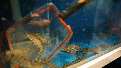 比脸还大的鱼胶,比脸皮厚的花胶