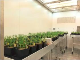 植物生长箱的应用,植物生长箱选择