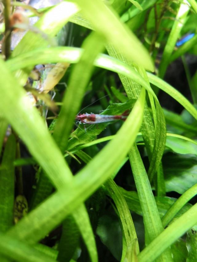 草缸滤桶如何配置滤材,草缸滤桶滤材摆放顺序