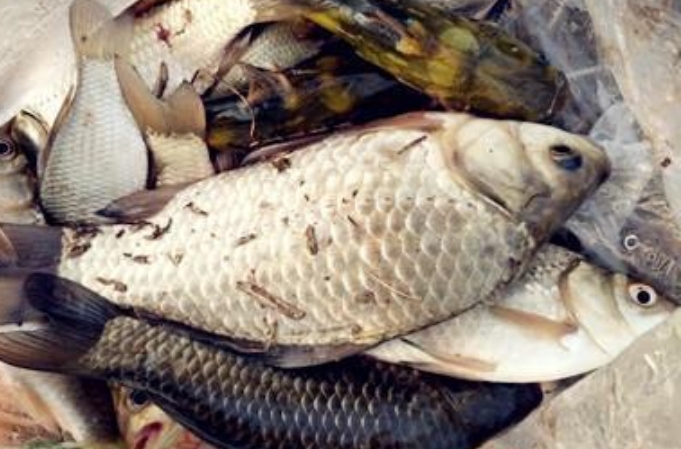 小鲫鱼钓大鲫鱼,小鲫鱼成群怎么钓