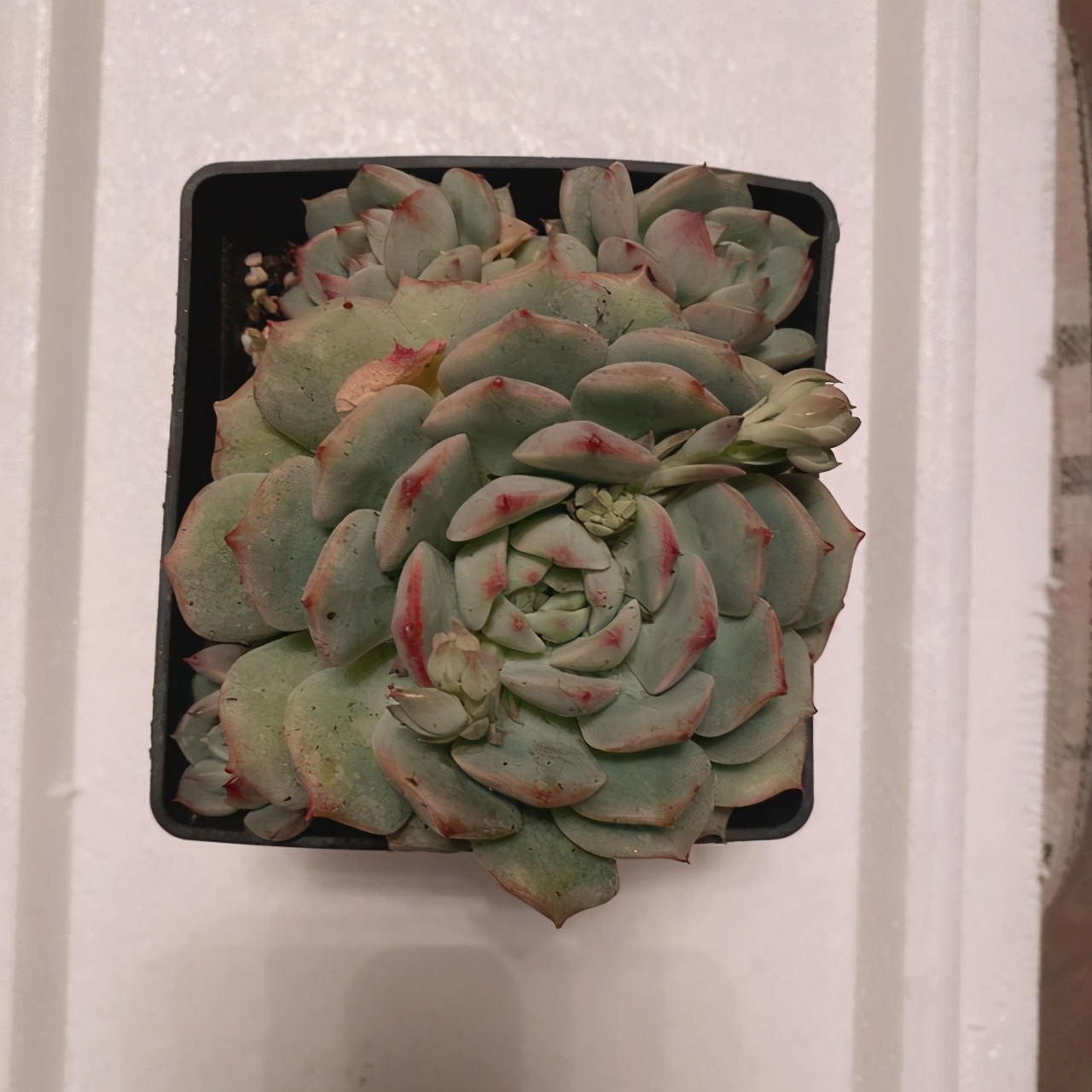 多肉黑方盆选什么颜色,养多肉小苗用啥盆好看