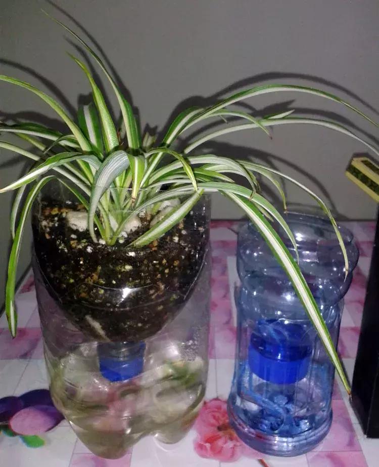 绿萝专用自吸花盆,绿萝吊兰怎么养才能长满花盆