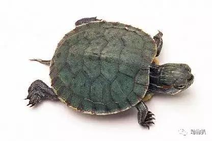 小乌龟怎么养最舒服视频教学,小乌龟怎么养最舒服视频教程