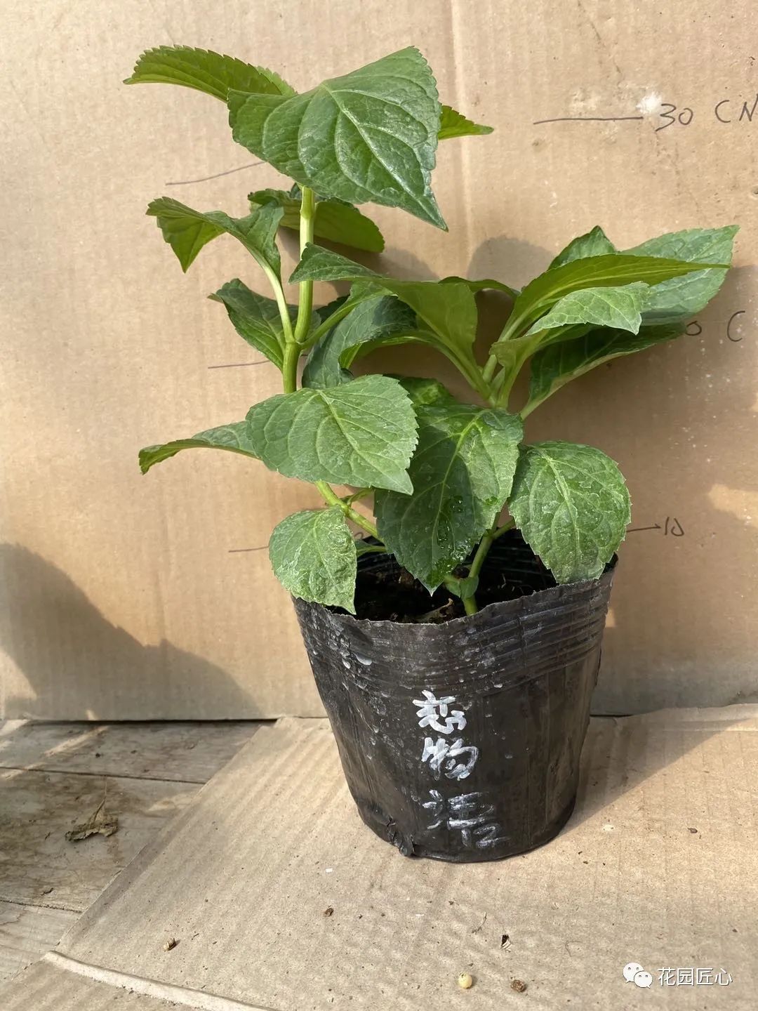 最漂亮的十种绣球,最省心的绣球