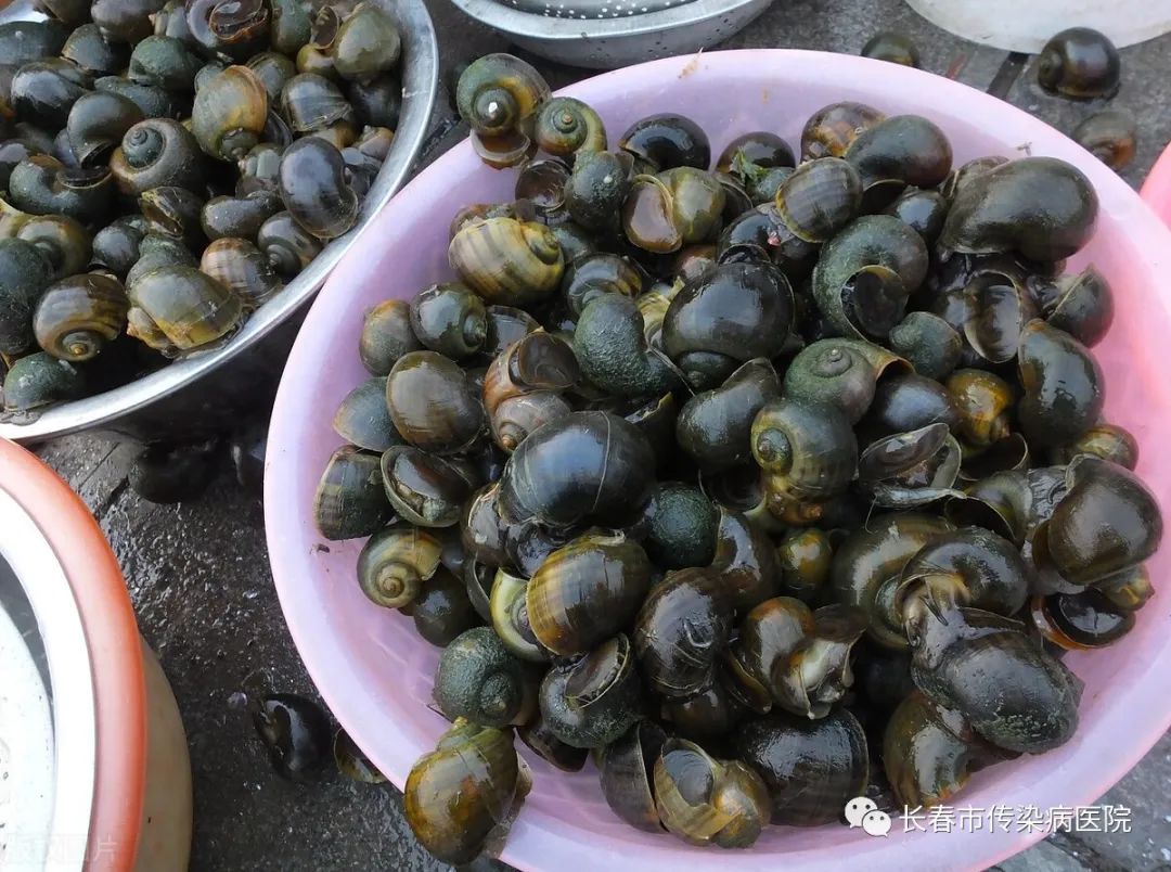 杨忠明医生说说广州管圆线虫病那些事