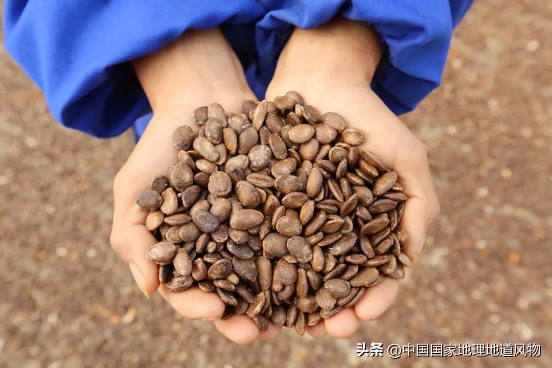 中国人什么时候开始嗑瓜子的,中国人什么年代嗑瓜子