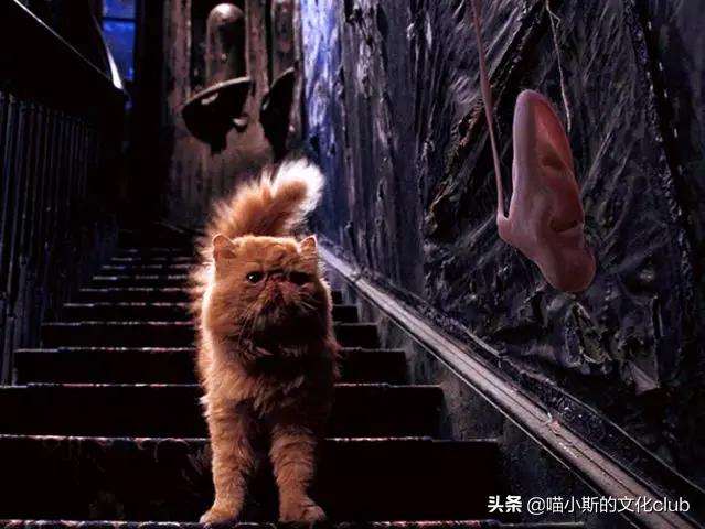 哈利波特电影中真实的动物演员,哈利波特里的动物演员