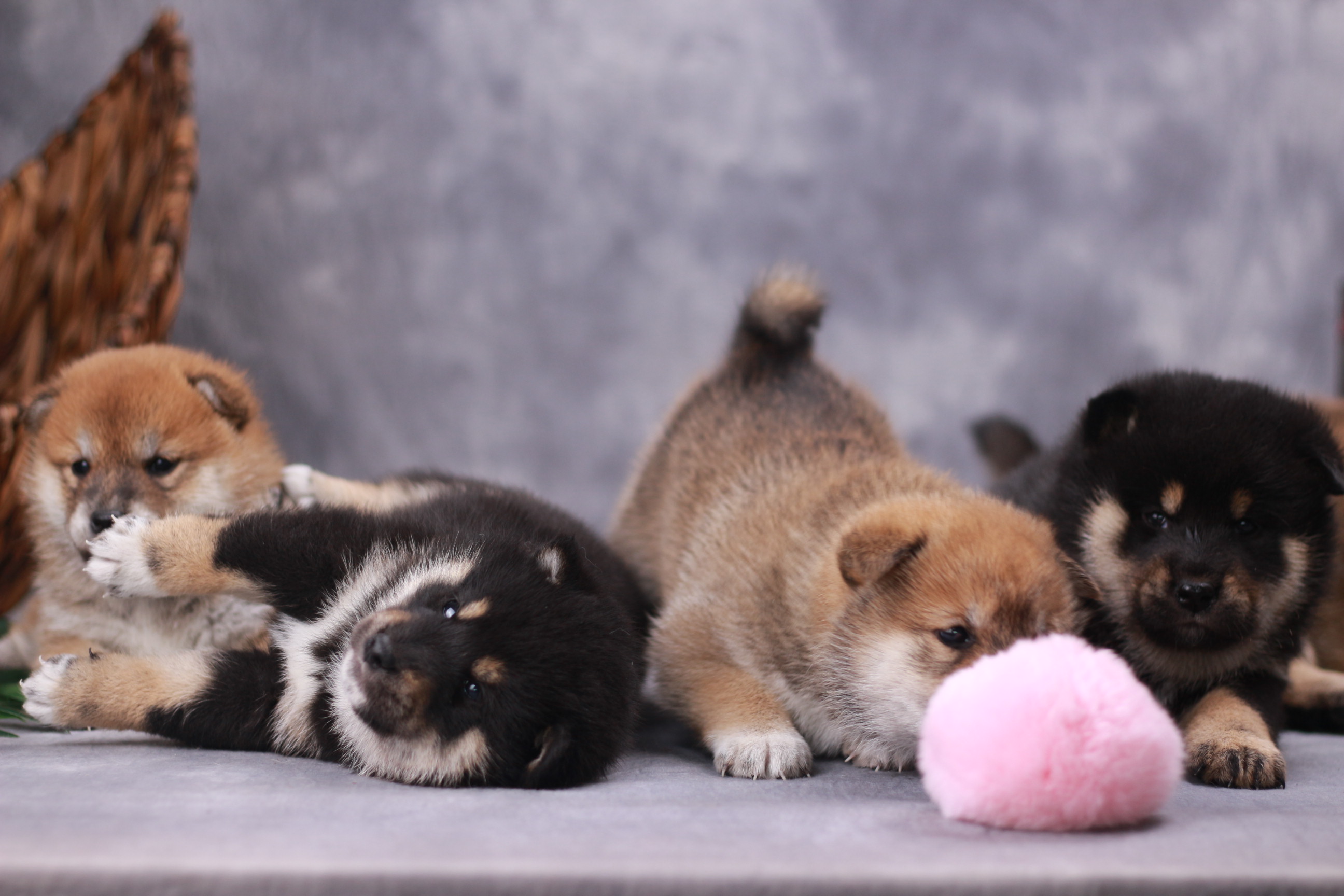 柴犬散养是不是不听话,柴犬这么不听话怎么当猎犬