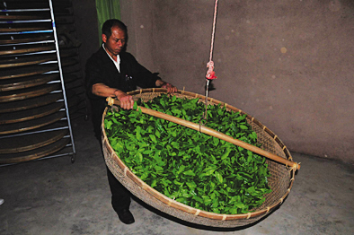 青茶如何进行乌龙茶分类,茶知识的讲解