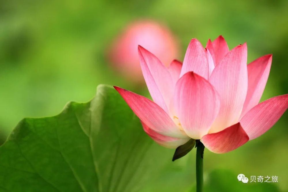 郑州赏荷花攻略,中国赏荷必去的地方