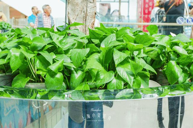 大白兔奶茶优惠,大白兔跨界营销做奶茶