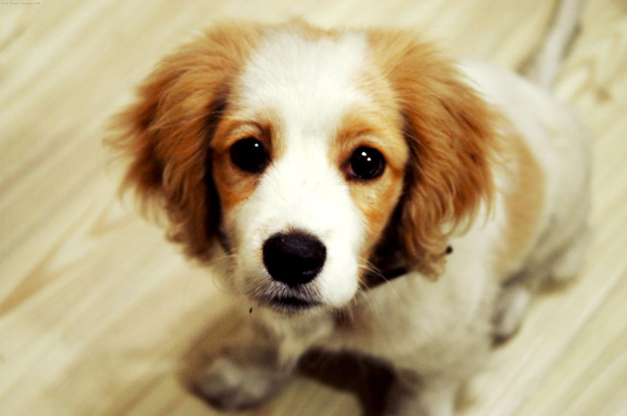 不知道狗狗吃什么狗粮,不知道到底该买哪款狗粮了