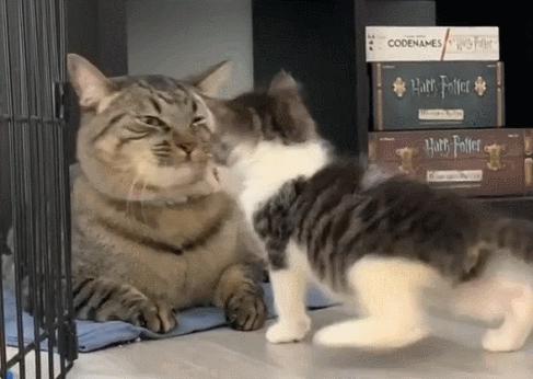 小猫扇大猫巴掌,小猫扇巴掌