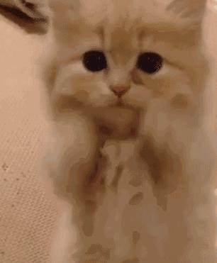 猫咪的迷惑行为历史版,可爱的猫咪黑历史