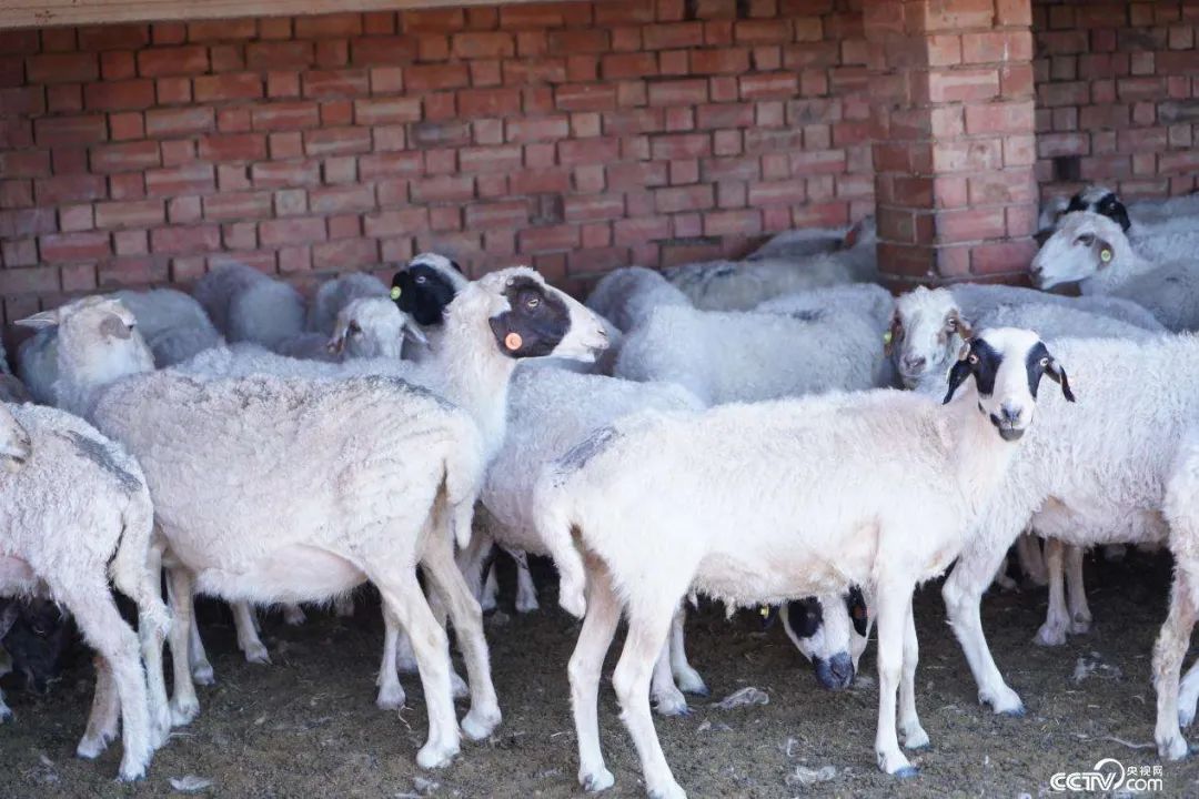 青海羊肉和宁夏滩羊哪个好,青海新疆内蒙哪里羊肉最好