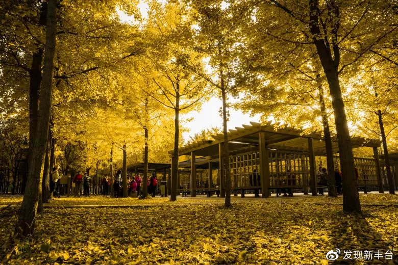 银杏公园秋色的美景,银杏公园秋景最美景点